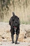 CANE CORSO 447